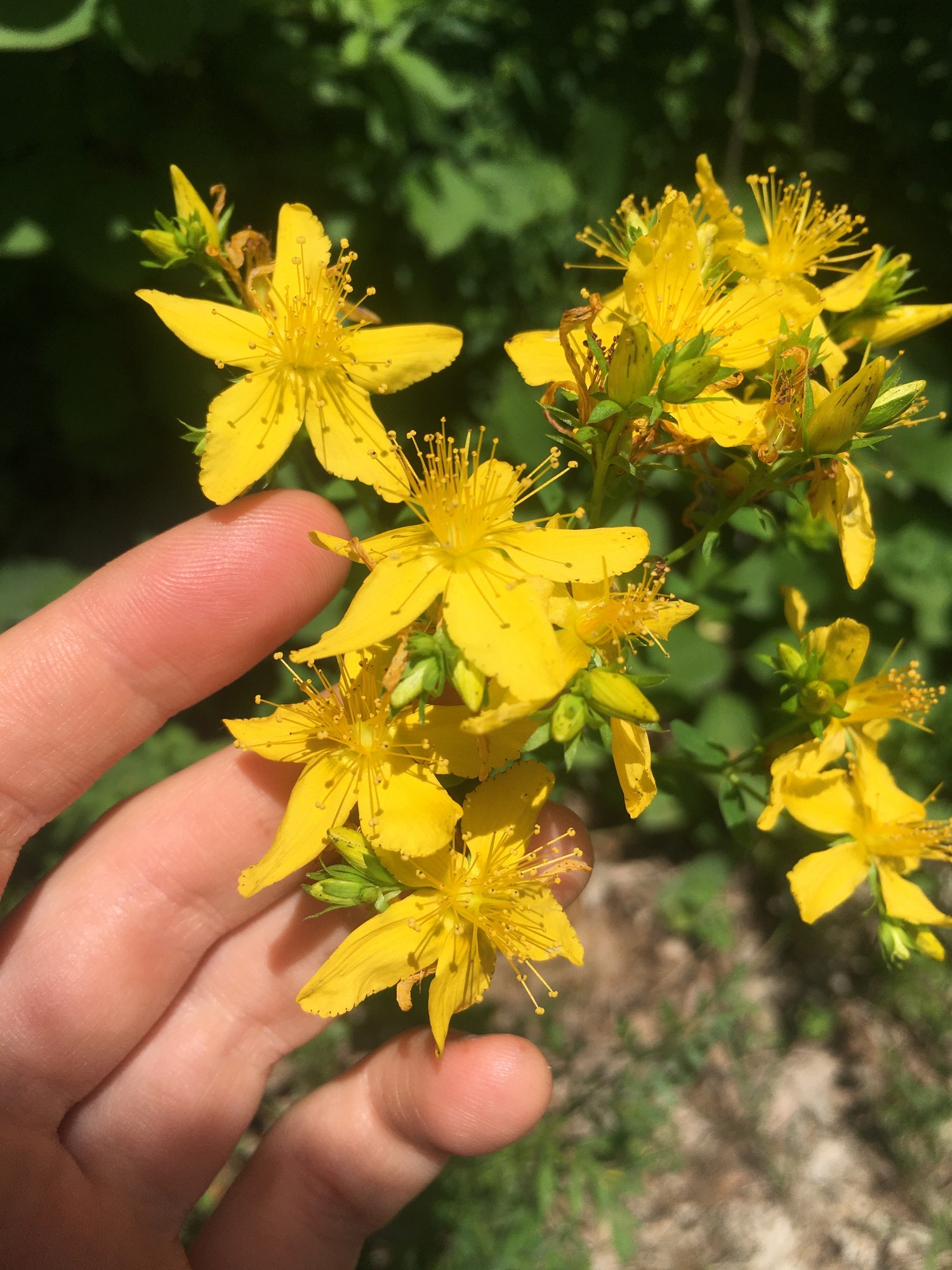 Hand gathering yellow St. John's wort flowers