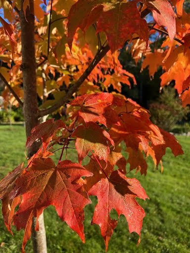 Red and orange fall maple leaves on a young tree