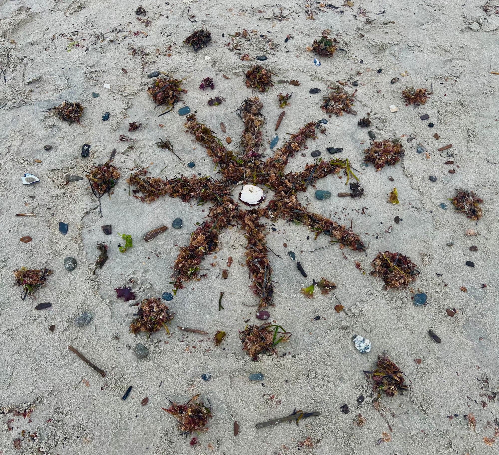 Seaweed laid in a starburst on sand around a white shell, ringed by pebbles