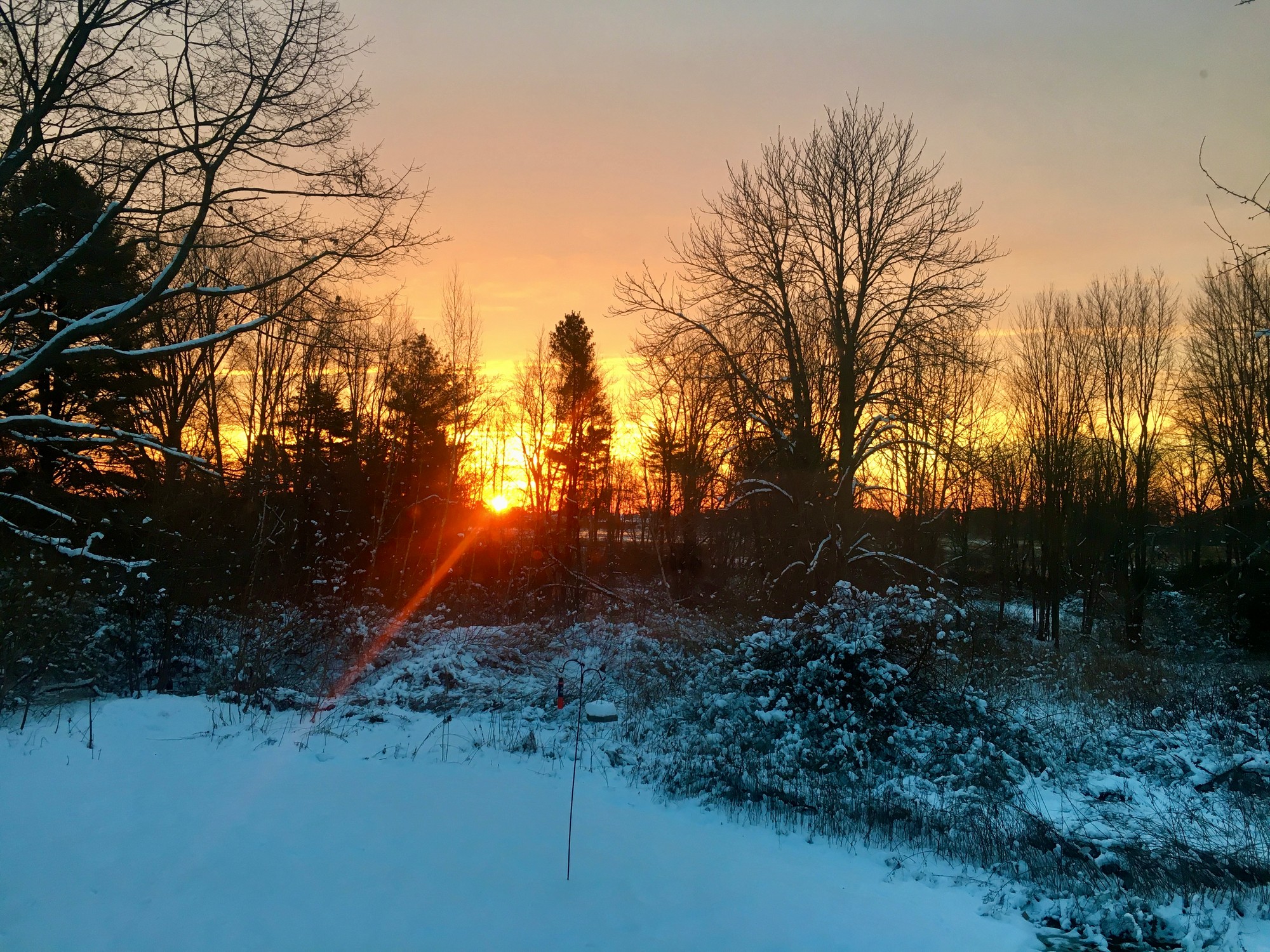 Low winter sun glowing through bare trees over a snowy yard