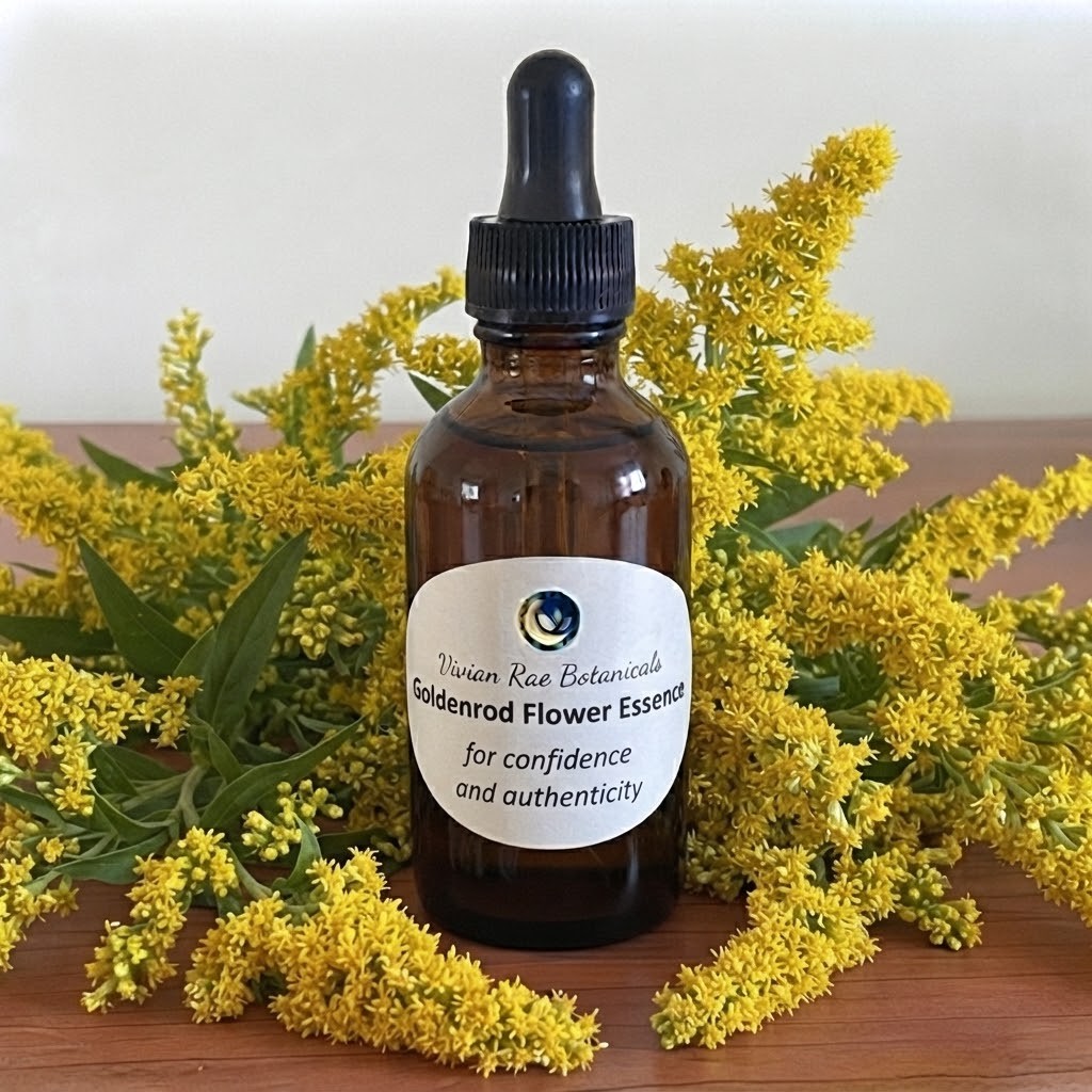 Bottle of Goldenrod Flower Essence among yellow goldenrod plumes