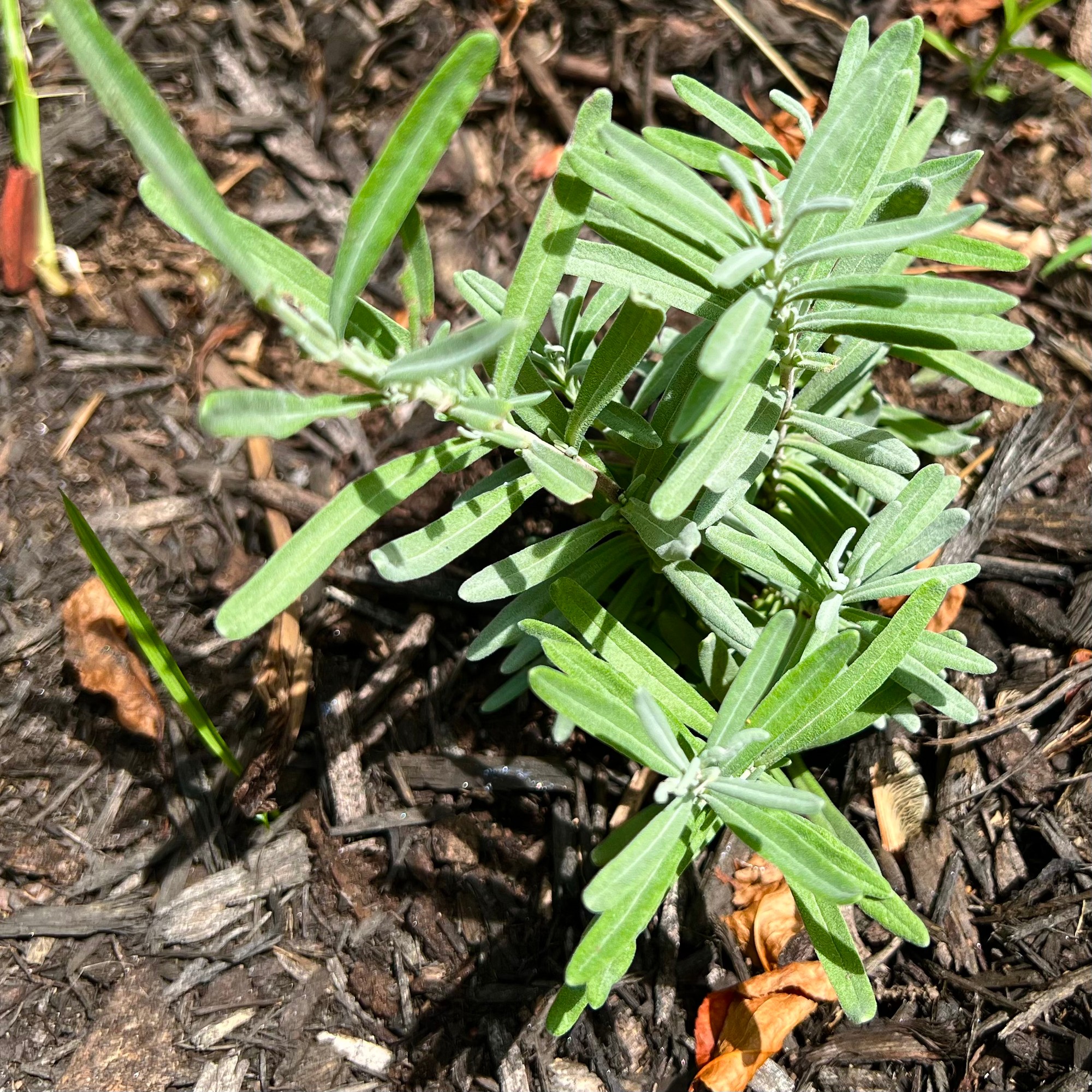 Young herb plant with narrow, soft gray-green leaves in garden mulch