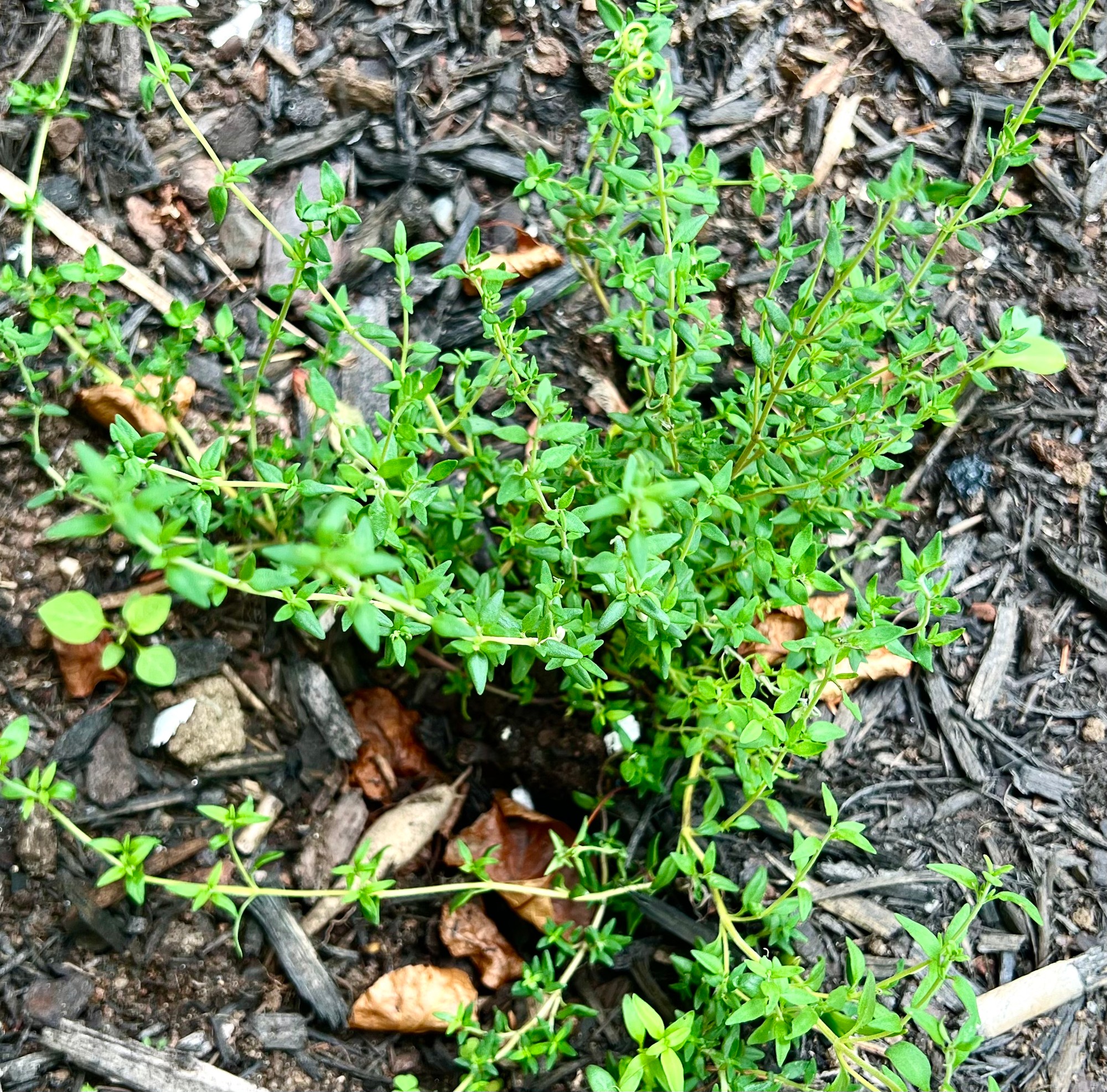 Thyme plant spreading its small leaves over bark mulch