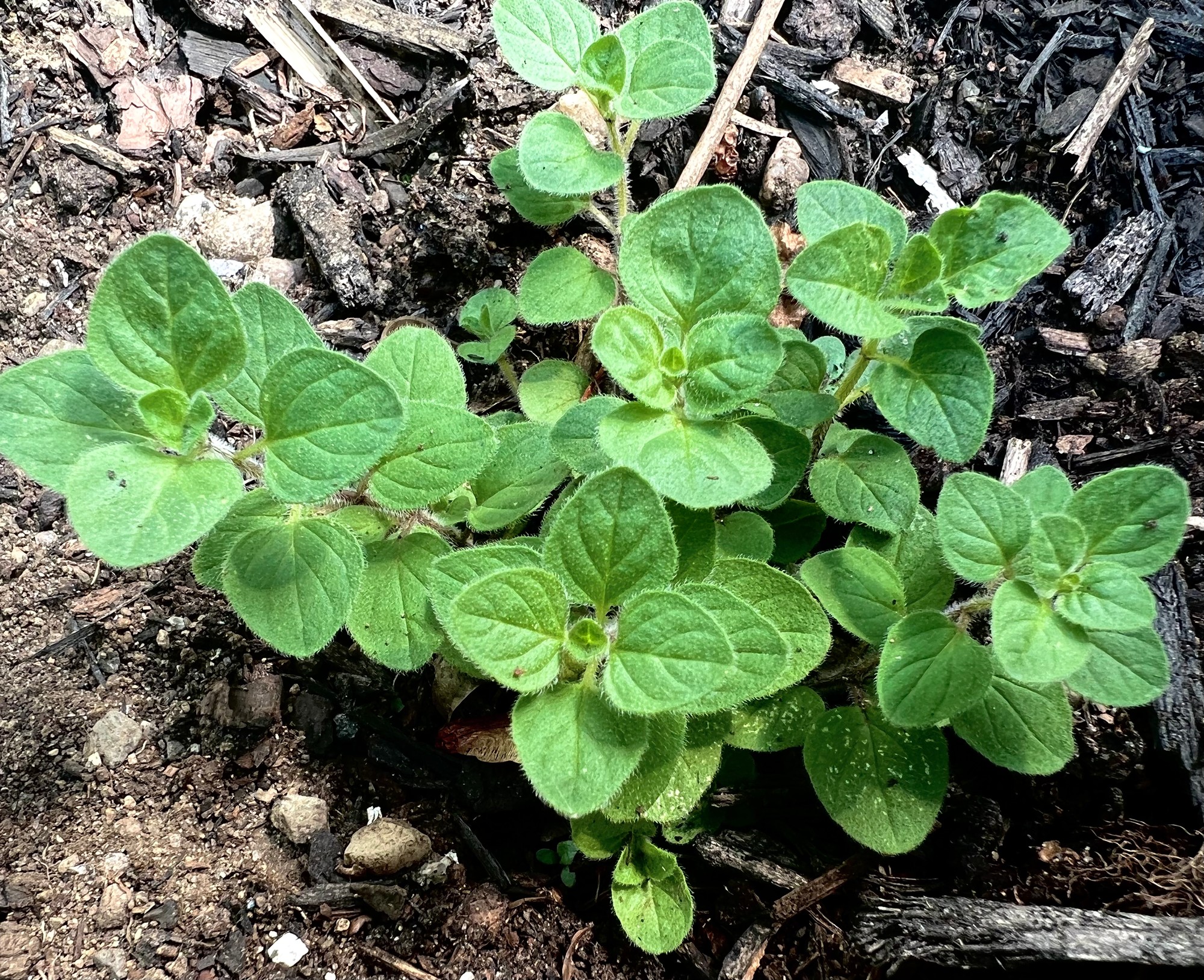 Young herb with fuzzy rounded leaves growing in bark mulch