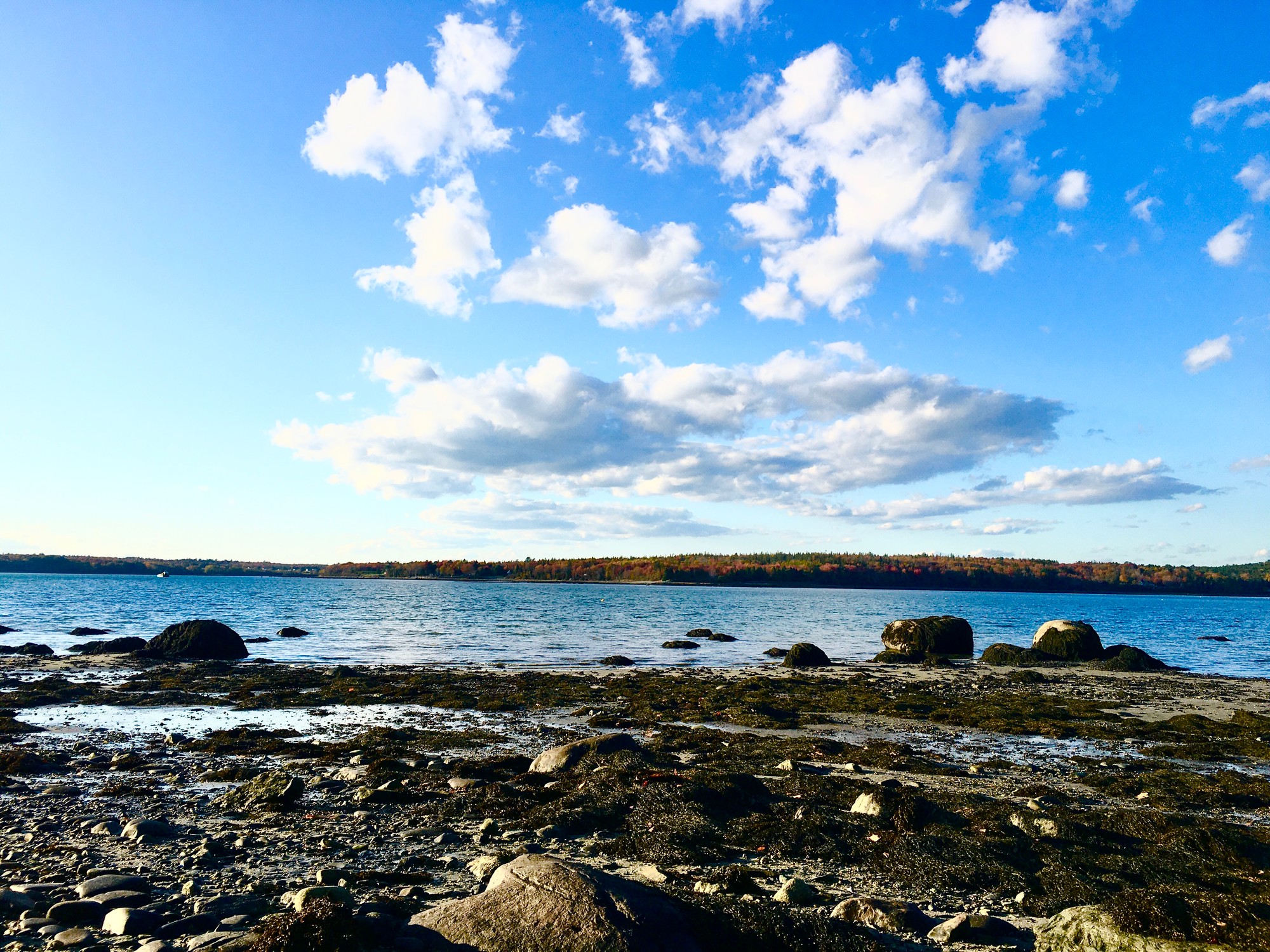 Seaweed-covered rocky shore at low tide under a blue sky with clouds
