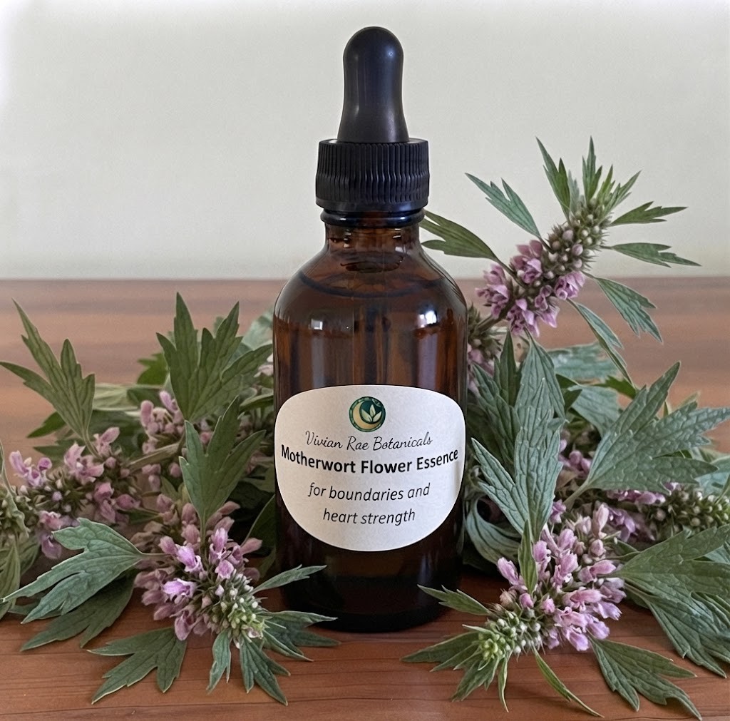 Bottle of Motherwort Flower Essence among pink motherwort flowers and leaves