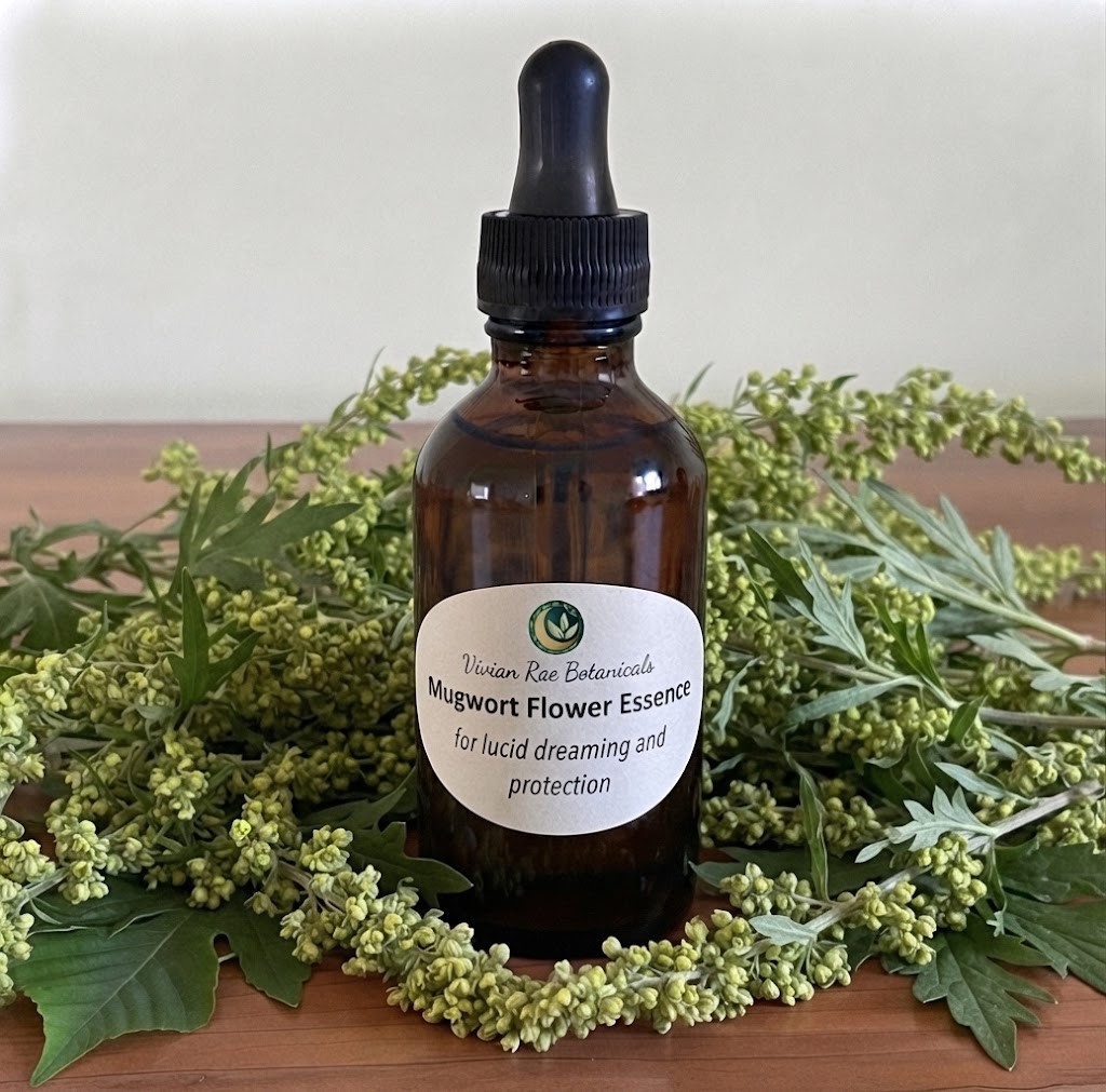 Bottle of Mugwort Flower Essence among flowering mugwort sprays