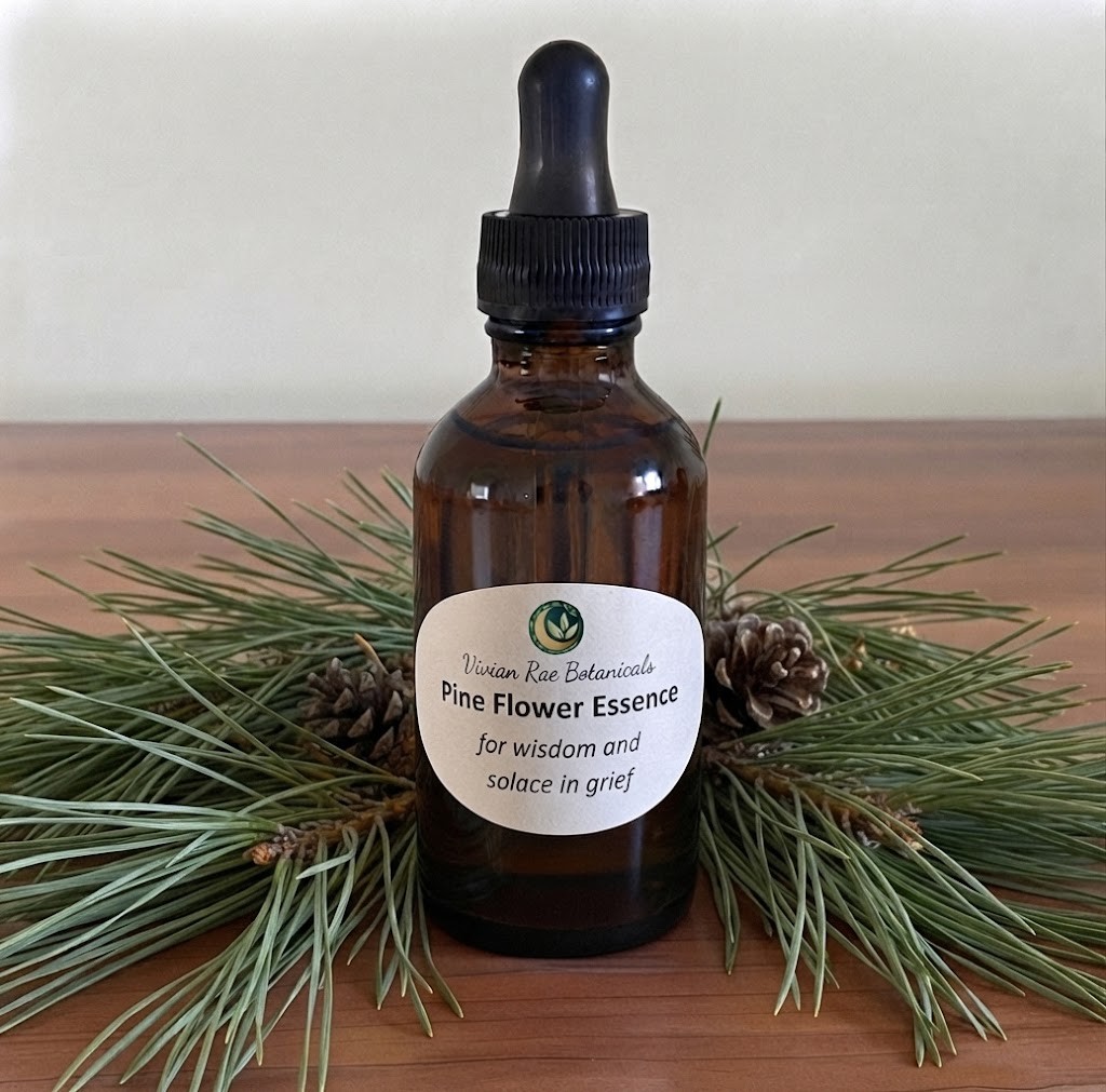 Bottle of Pine Flower Essence on pine branches with two cones