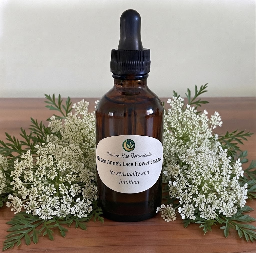 Bottle of Queen Anne's Lace Flower Essence among Queen Anne's lace flowers