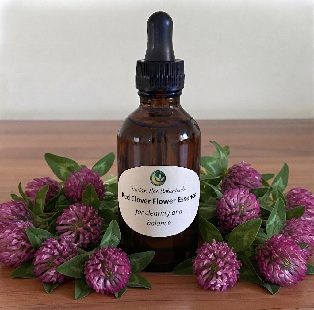 Bottle of Red Clover Flower Essence among red clover blossoms