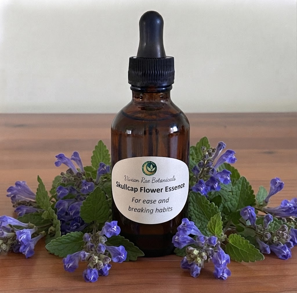 Bottle of Skullcap Flower Essence among blue skullcap flowers