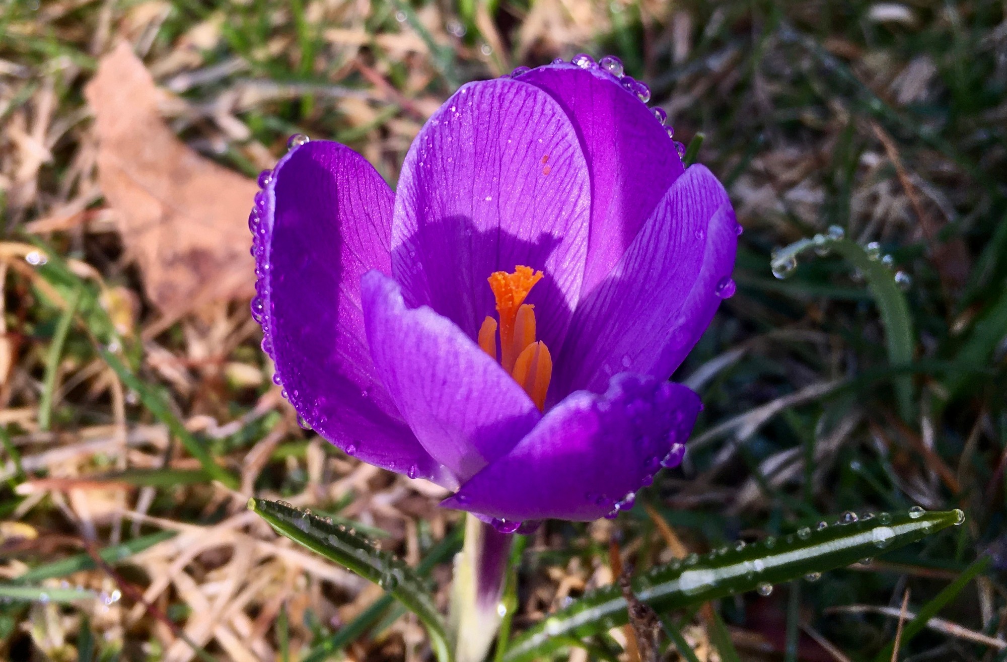 Purple crocus flower beaded with dew in the grass