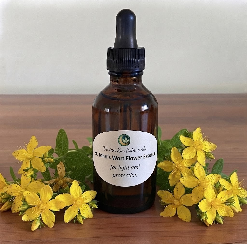 Bottle of St. John's Wort Flower Essence among St. John's wort flowers
