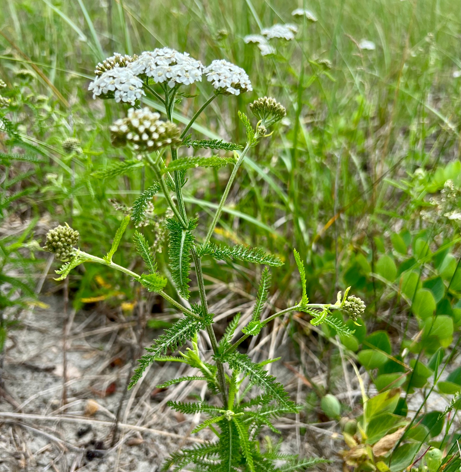 Yarrow in flower, flat white clusters above feathery green leaves